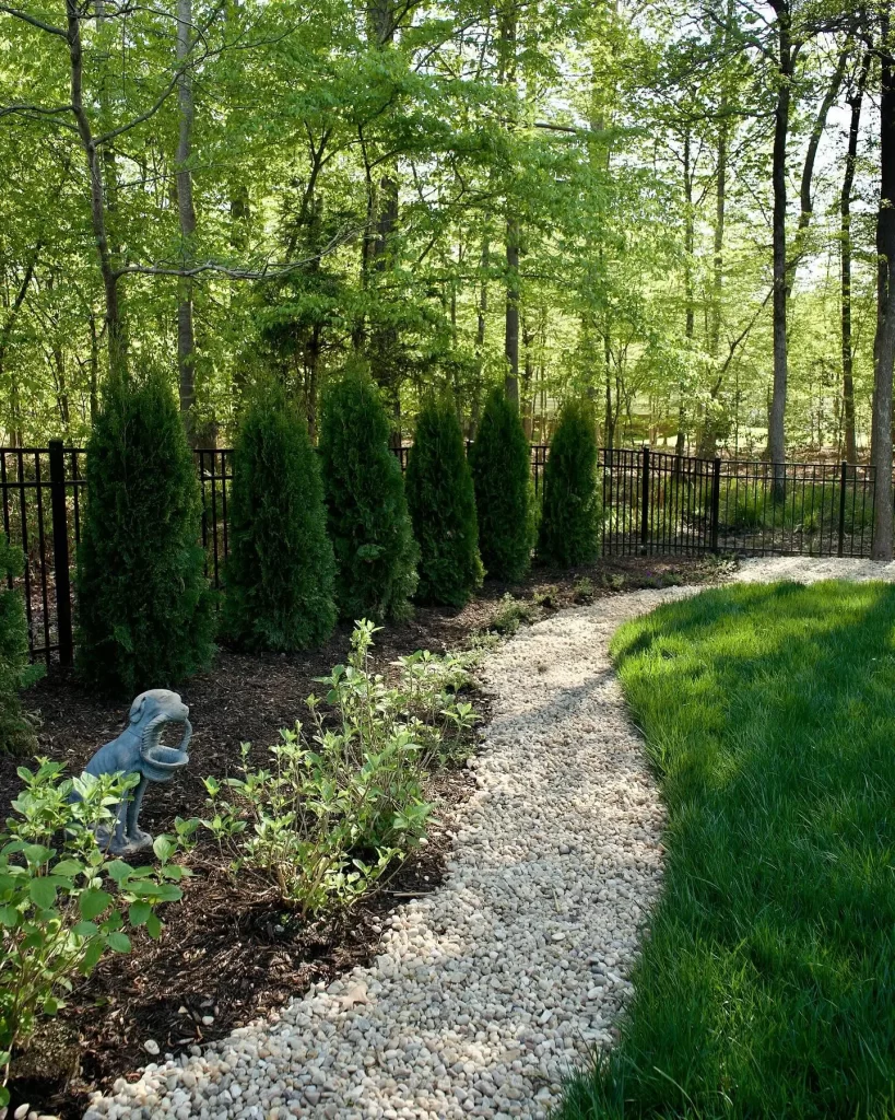 cypress trees installed in client backyard in chesterfield va