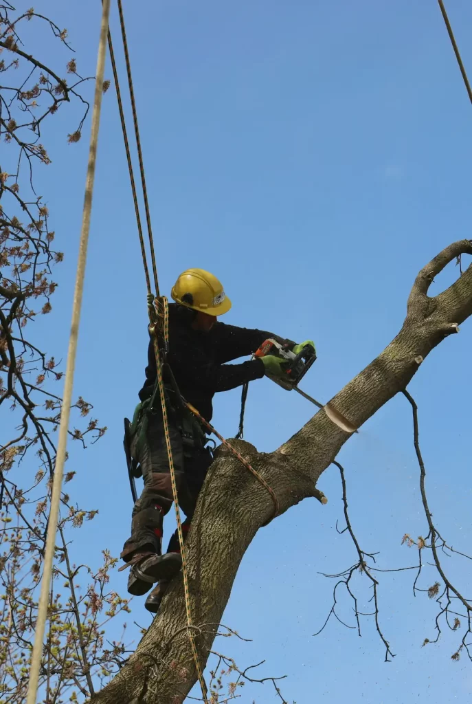 Man is safely cutting a tree with a helmet and harness