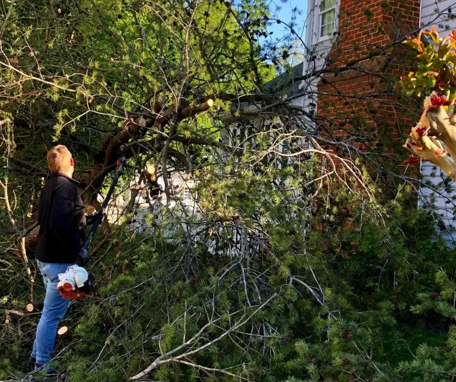 Man clears overgrown bush with a pole saw.