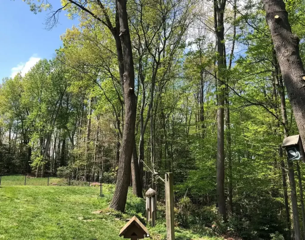 Tall tree that is in need a tree removal services.